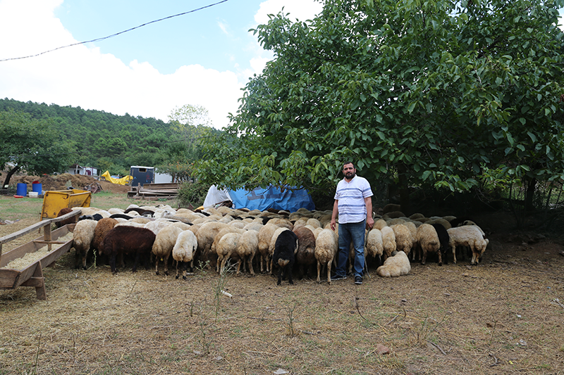 Acarkent adak kurban satış yeri