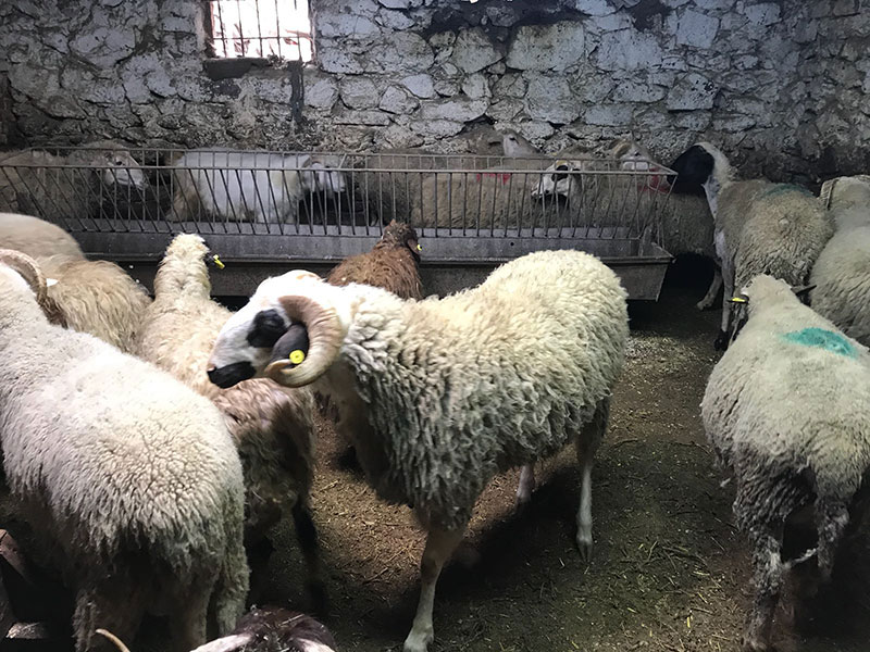 Dudullu adak kurban satış yeri